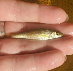 Actinopterygii