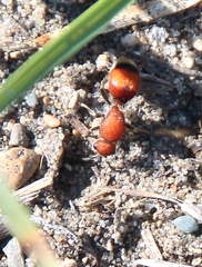 Dasymutilla ursus