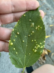 Pachypsylla celtidisvesicula