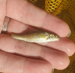 Actinopterygii