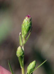 Liatris cylindracea