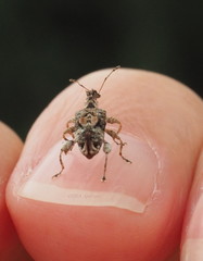 Stephanorhynchus curvipes