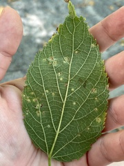 Pachypsylla celtidisvesicula