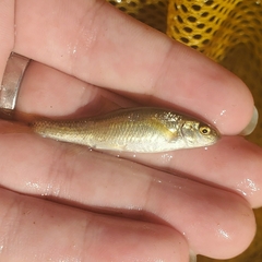 Actinopterygii