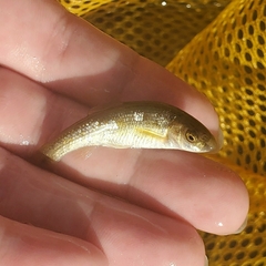 Actinopterygii