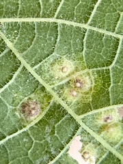Pachypsylla celtidisvesicula