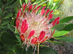 Protea susannae