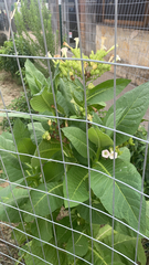 Nicotiana tabacum
