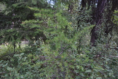 Larix occidentalis