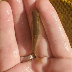 Actinopterygii