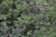 Larix occidentalis