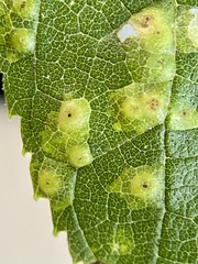 Pachypsylla celtidisvesicula