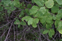 Lonicera utahensis