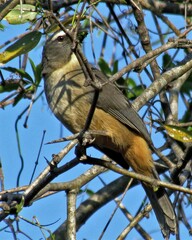 Saltator coerulescens