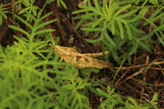 Xyleus discoideus