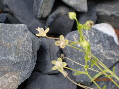 Sagina procumbens