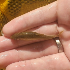 Actinopterygii