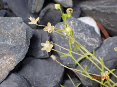Sagina procumbens