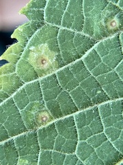 Pachypsylla celtidisvesicula