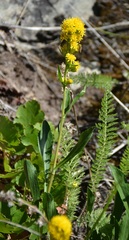 Solidago simplex