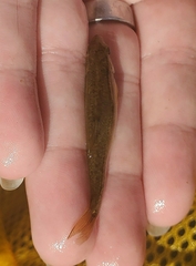 Actinopterygii