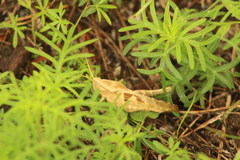 Xyleus discoideus