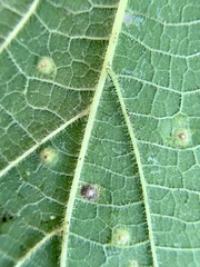 Pachypsylla celtidisvesicula