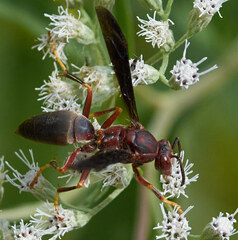Polistes metricus