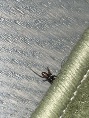 Steatoda borealis