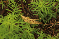 Xyleus discoideus