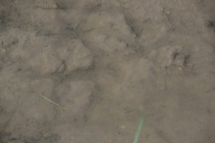 Meleagris gallopavo silvestris