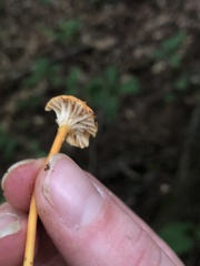 Cyptotrama chrysopepla