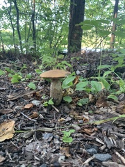 Leccinum