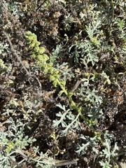 Ambrosia chamissonis