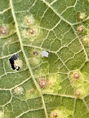 Pachypsylla celtidisvesicula