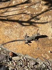 Uta stansburiana elegans