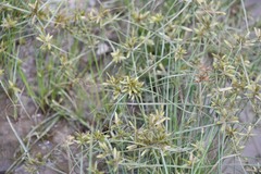 Cyperus flavescens