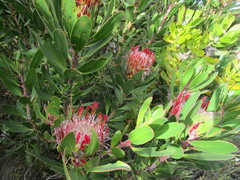 Protea susannae