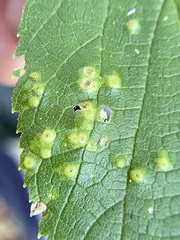 Pachypsylla celtidisvesicula