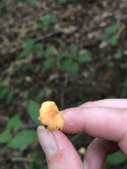 Cyptotrama chrysopepla