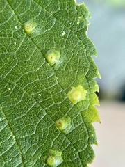 Pachypsylla celtidisvesicula