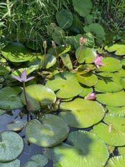 Nymphaea rubra