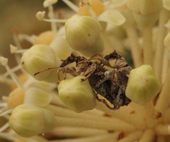 Stephanorhynchus curvipes