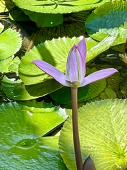 Nymphaea rubra