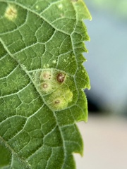 Pachypsylla celtidisvesicula