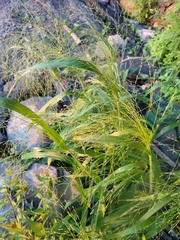 Panicum capillare