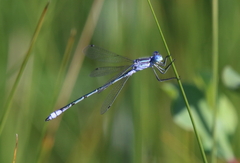Lestes unguiculatus