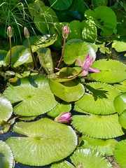 Nymphaea rubra