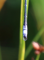 Lestes unguiculatus