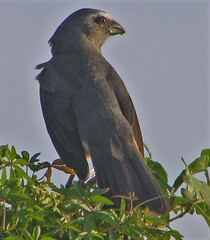 Saltator coerulescens